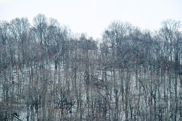 A winter landscape of a forest of bare deciduous trees with a light dusting of snow on the ground. The branches are silhouetted against a bright overcast sky.