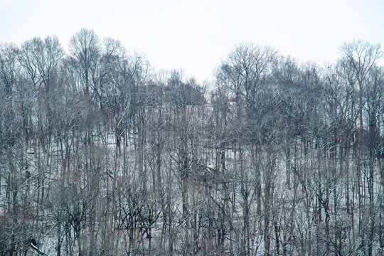 A winter landscape of a forest of bare deciduous trees with a light dusting of snow on the ground. The branches are silhouetted against a bright overcast sky. - Powered by Adobe