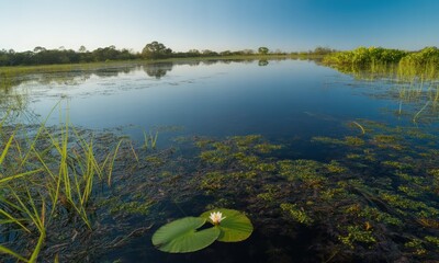 Tranquil marsh lake at dawn. A single white water lily rests on a placid surface. Emergent vegetation surrounds the calm water. Distant trees line the horizon