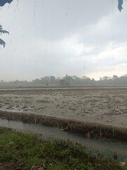 The sky was cloudy over the vast, damp rice fields and the small, clean flowing river