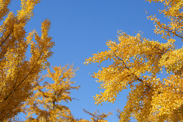 イチョウの紅葉と秋晴れ