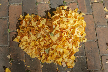 イチョウの落ち葉のハート