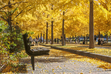 イチョウ並木のベンチ