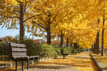 イチョウ並木にある日当たりの良いベンチ