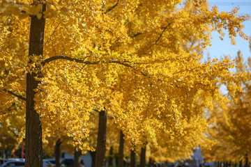 紅葉したイチョウ並木