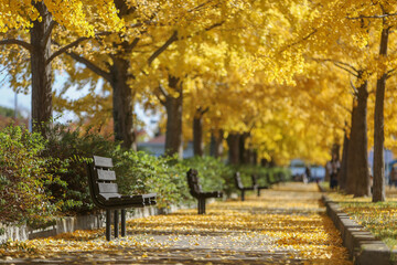 公園のイチョウ並木とベンチ