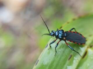 Fototapeta premium Macro assassin bug (Rhynocoris annulatus) family Reduviidae, black with red spots on the edge of the wings, pest predator