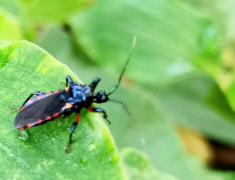 Macro assassin bug (Rhynocoris annulatus) family Reduviidae, black with red spots on the wing edges, pest predator