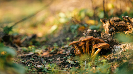 A cluster of wild mushrooms growing in a forest setting