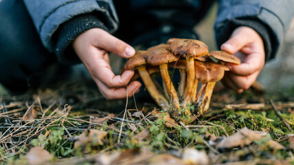 Child's hands carefully examine a cluster of wild mushrooms in the forest
