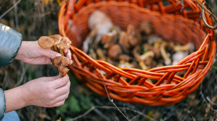 Foraging for wild mushrooms in autumn with a wicker basket