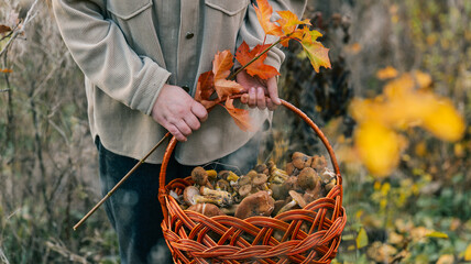 Person holding a basket full of freshly picked mushrooms in an autumn forest