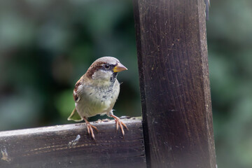 House sparrow taking a break
