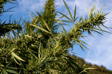 Cannabis plant on blue sky background. Green leaves of marijuana.