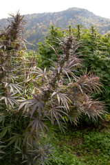 Cannabis plant in the field with mountains in the background.