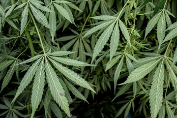 Cannabis sativa leaves. Green background of leaves of marijuana.