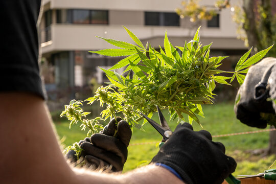Cannabis leaves in the hands of a man with gloves. - Powered by Adobe
