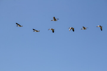 Flying geese migrating to warmer places