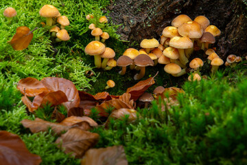 Close-up of a group of mushrooms
