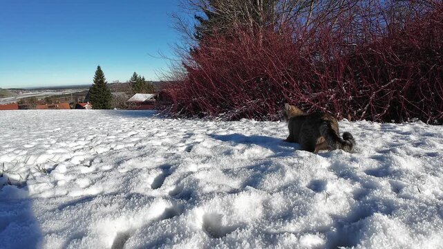 Lustiges Video von einer kleinen dicken Katzen die im Winter mit Schneeb&auml;llen spielt