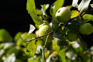 Fototapeta premium Dewdrops on the apples in the orchard