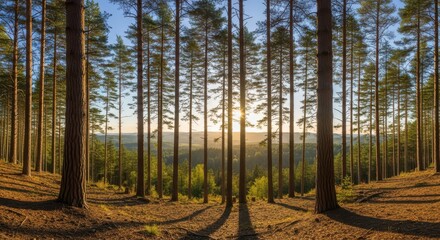Obraz premium Sunlight streams through tall pine trees in a vibrant forest, creating a stunning landscape perfect for nature-themed projects