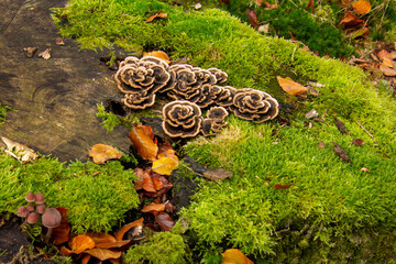 Mushrooms shaped like petals of roses