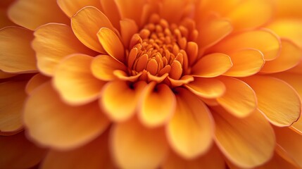 Close up of a vibrant orange dahlia flower with layered petals in full bloom and soft focus detail