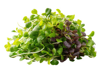A cluster of vibrant microgreens