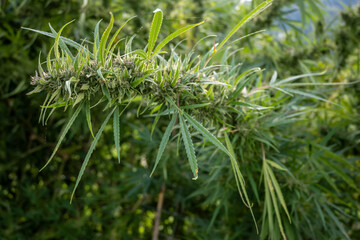 Cannabis plant close up with leaves and flowers in the field