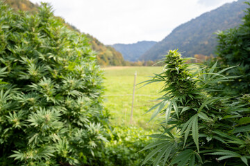 Cannabis Plantation in the Mountains of Bavaria, Germany