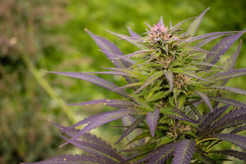 Cannabis plant with flower and buds on blurred background of green grass.