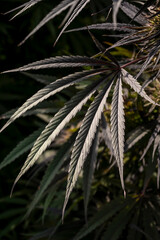 Cannabis leaf close-up. Cannabis sativa leaves.