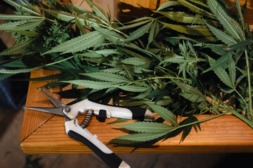 Cannabis buds and shears. The process of growing cannabis.
