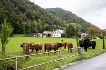 Cows in the meadow in the countryside of Bavaria, Germany
