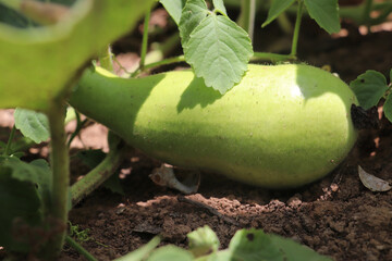 Bright light reveals gourd growing healthily among leaves in warm outdoor garden area