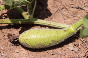 Fallen young gourd resting on soil patch next to vine under bright sunlight