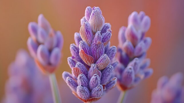 Close up shot of lavender flowers with a blurred background and soft lighting in a garden setting