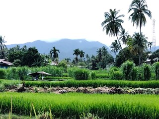 Fototapeta premium A lush green rice field set against a backdrop of misty mountains and tall coconut trees.