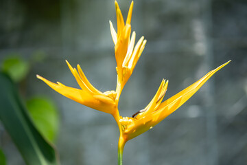Bright Yellow Heliconia Flower Standing Against Blurred Gray Wall