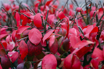 Vibrant red leaves fill the landscape in autumn foliage during a cool afternoon in a serene garden...
