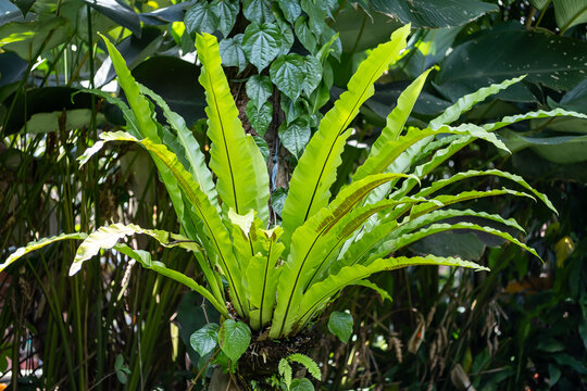 Kadaka plant, Vibrant Green Bird's Nest Fern Growing in Tropical Garden