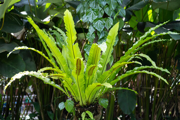 Kadaka plant, Vibrant Green Bird's Nest Fern Growing in Tropical Garden