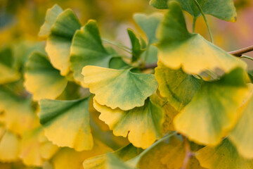 Colorful ginkgo leaves change in autumn, showcasing vibrant yellow and green hues in a serene outdoor setting