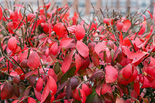 Vibrant red leaves create a stunning fall scene in an urban garden during late afternoon