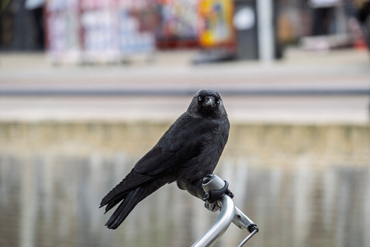 Dohle (Corvus monedula) sitzt auf einen Fahrradlenker