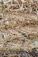Dry hay texture background. Detailed texture of dry hay straw, rustic natural background for farm, packaging, or eco product design.