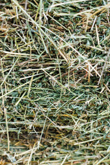 Green alfalfa hay texture background. Close-up of freshly dried alfalfa hay texture with visible stems and leaves - organic livestock feed concept.
