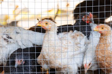 Young chickens behind wire mesh. Close-up of juvenile chickens standing behind mesh, warm light and shallow depth create natural farm feeling. © Denis