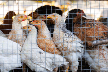 Close-up of juvenile chickens standing behind mesh, warm light and shallow depth create natural farm feeling. © Denis